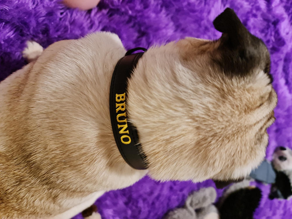 Luxe Black - Premium Personalised Pet Collar (Gold) - Customer Photo From Rachael Stevens