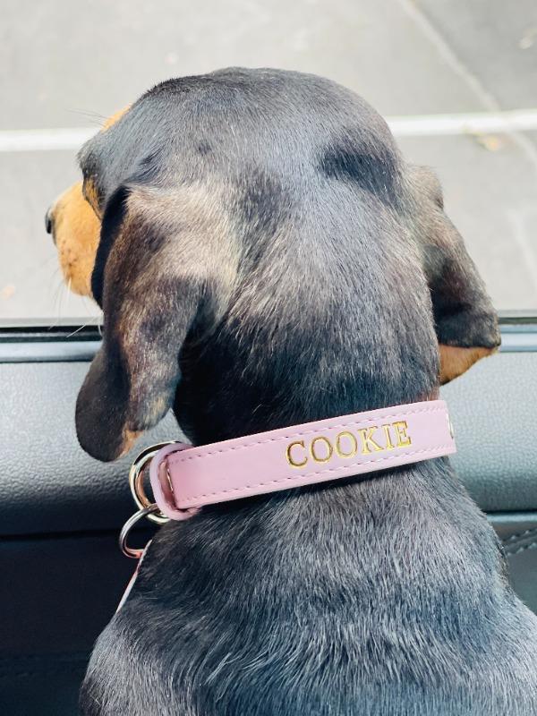 Luxe Light Pink - Premium Personalised Pet Collar (Gold) - Customer Photo From Amy Kingston
