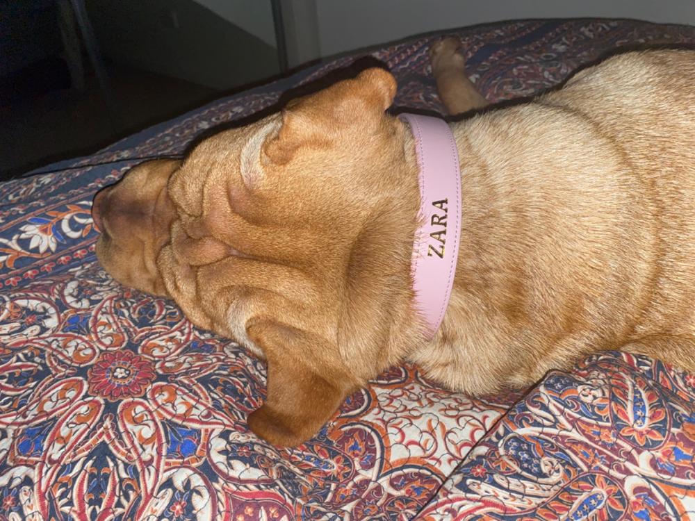 Luxe Light Pink - Premium Personalised Pet Collar (Gold) - Customer Photo From Montanna Milligan