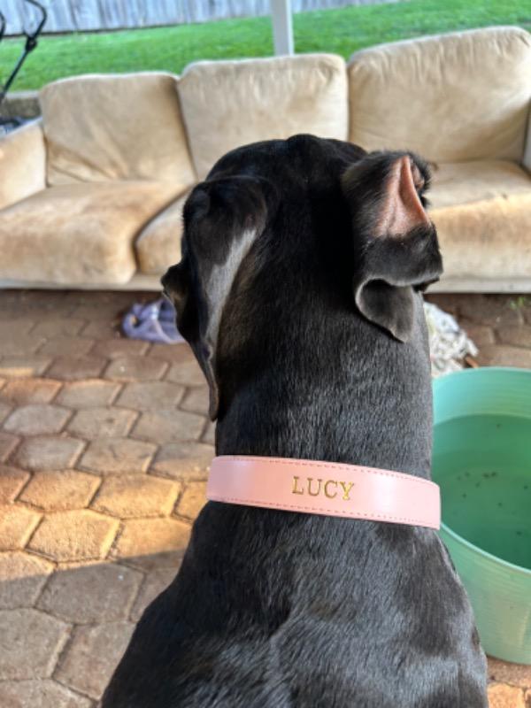 Luxe Light Pink - Premium Personalised Pet Collar (Gold) - Customer Photo From Jaime Maglieri