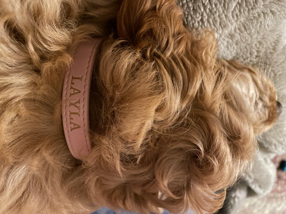 Luxe Light Pink - Premium Personalised Pet Collar (Gold) - Customer Photo From Gaurav Pathania