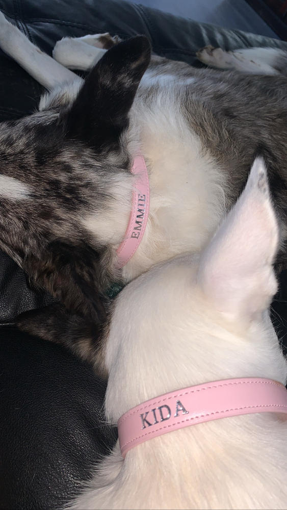Luxe Light Pink - Premium Personalised Pet Collar (Silver) - Customer Photo From Cassidy Weston