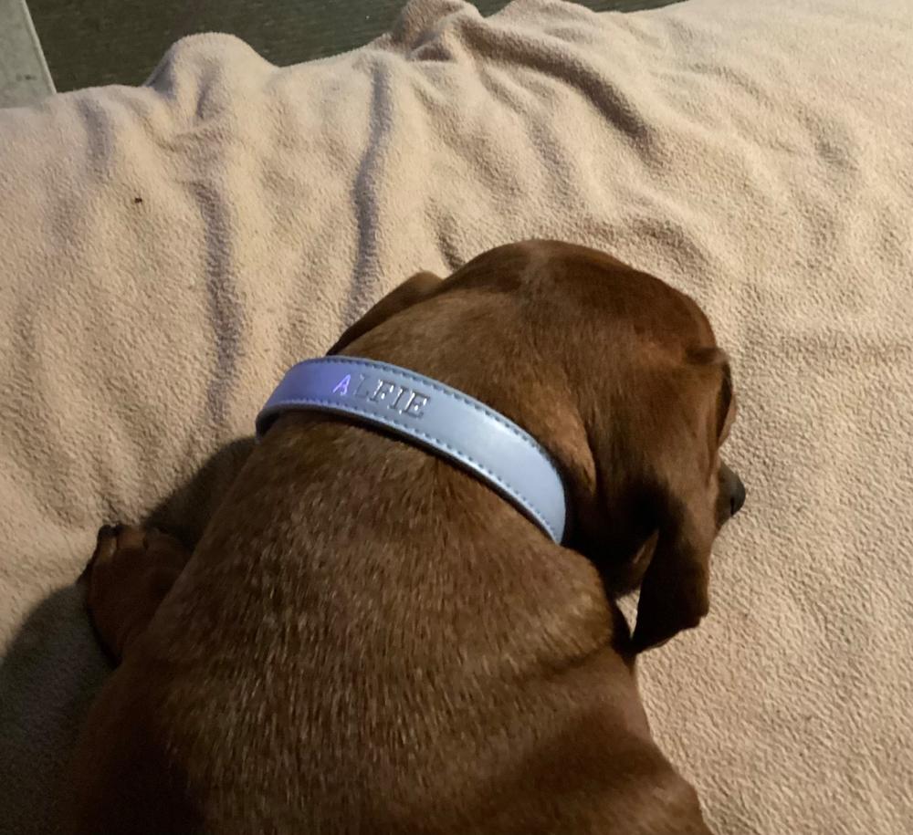 Luxe Light Blue - Premium Personalised Pet Collar (Silver) - Customer Photo From Alicia Smith