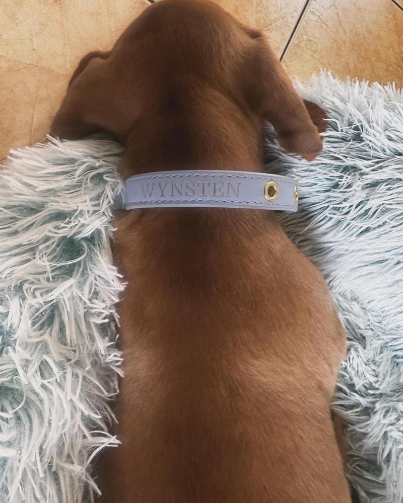 Luxe Light Blue - Premium Personalised Pet Collar (Gold) - Customer Photo From Tamara Kasparian