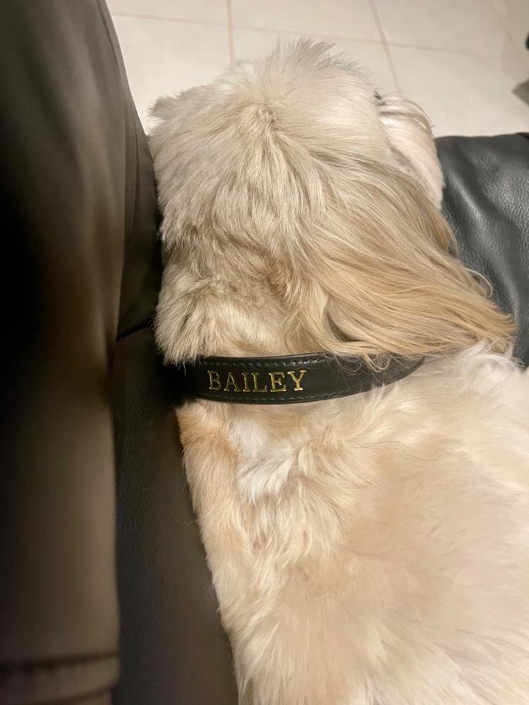Luxe Black - Premium Personalised Pet Collar (Gold) - Customer Photo From Tahlia Mccoy