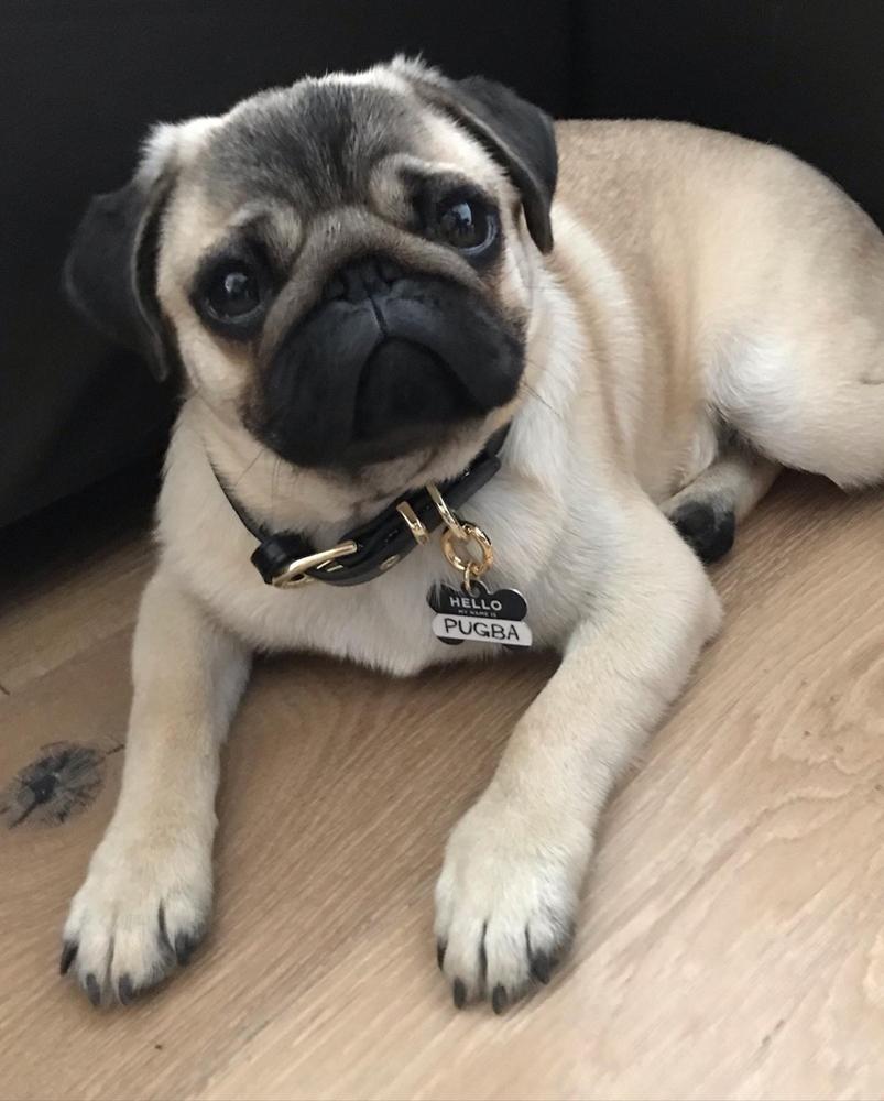 Luxe Black - Premium Personalised Pet Collar (Gold) - Customer Photo From Lefterika Verghese