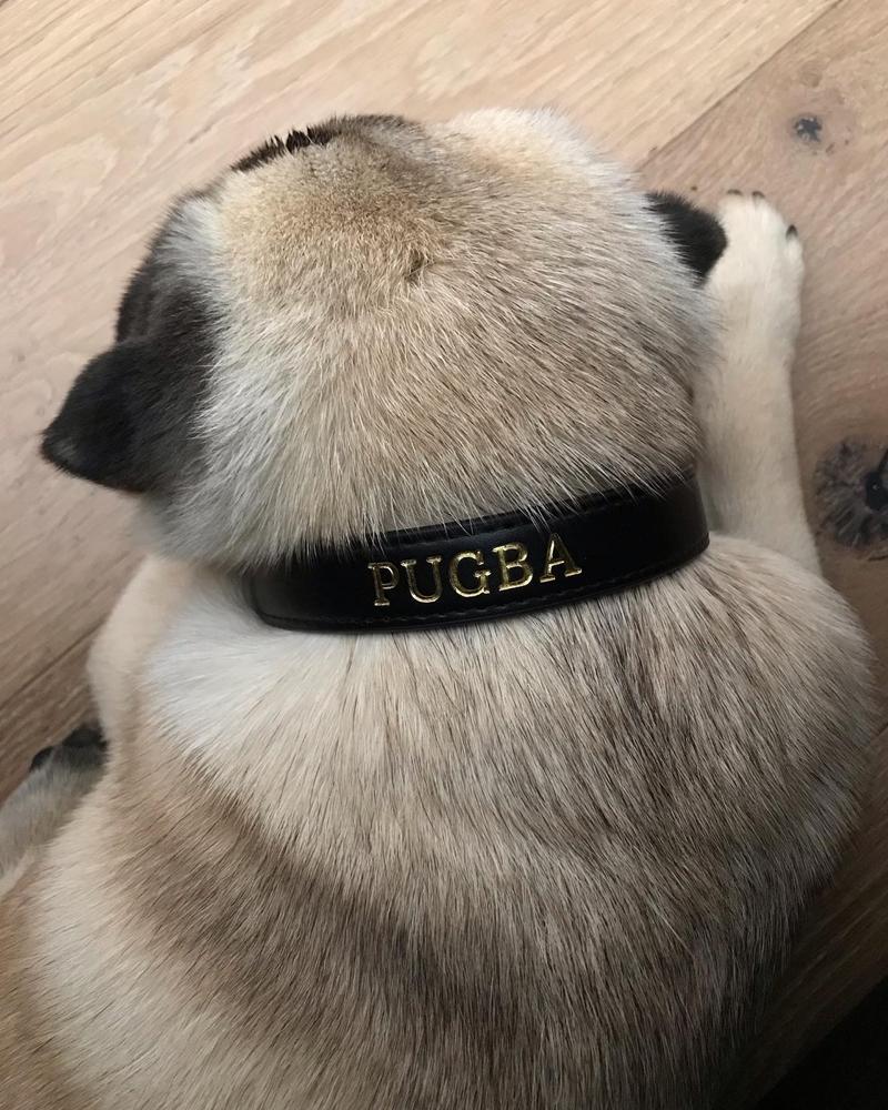 Luxe Black - Premium Personalised Pet Collar (Gold) - Customer Photo From Lefterika Verghese