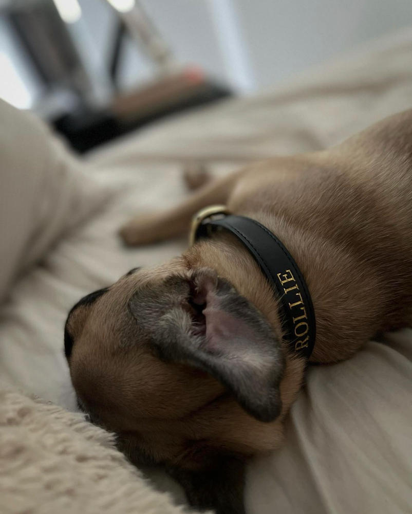 Luxe Black - Premium Personalised Pet Collar (Gold) - Customer Photo From spasena ilieva