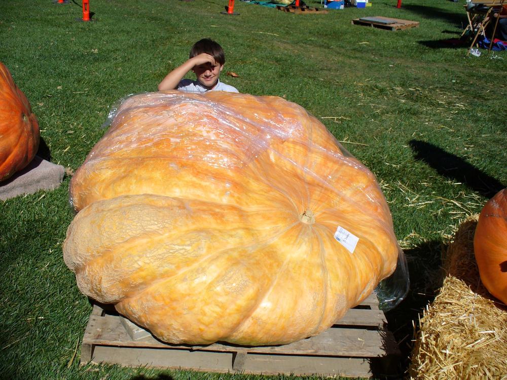 Giant Pumpkin Seed 1798 est. Wallace 2022 Wallace Organic Wonder - Customer Photo From Rick T.