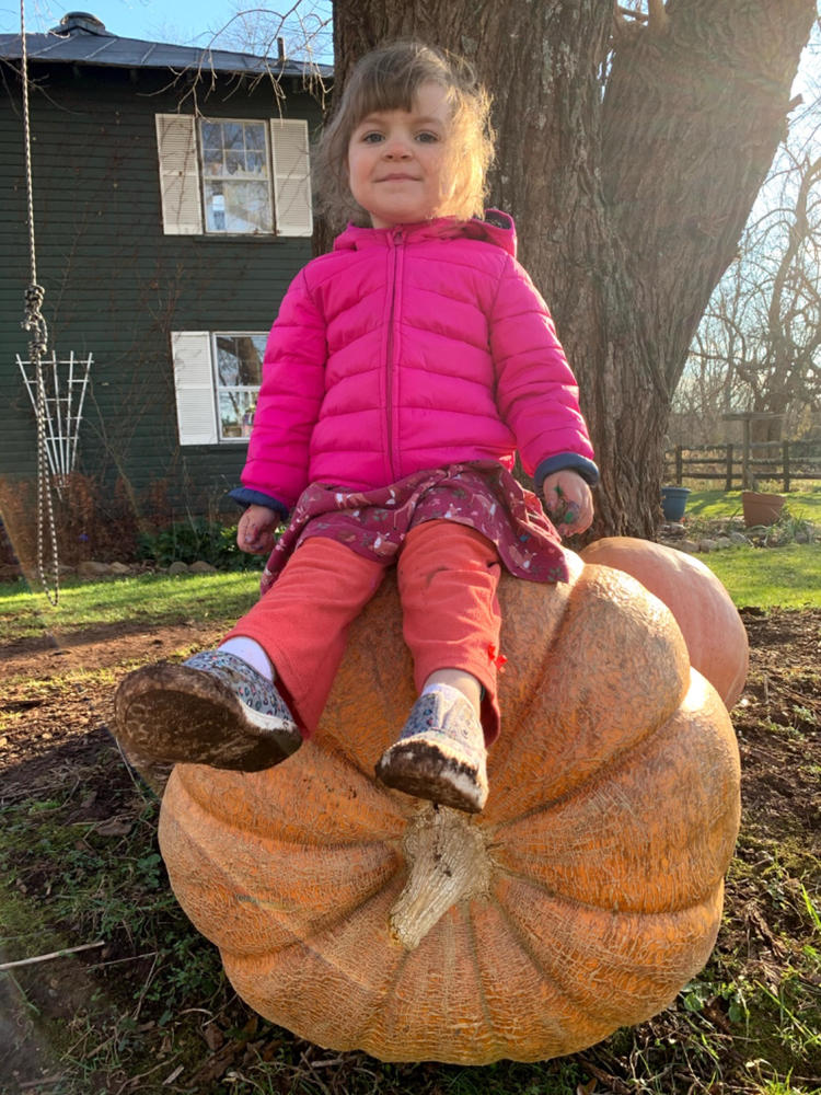 Giant Pumpkin Seeds Wallace