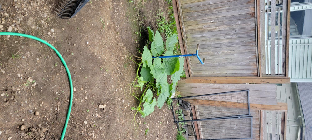 Giant Pumpkin Seeds Wallace
