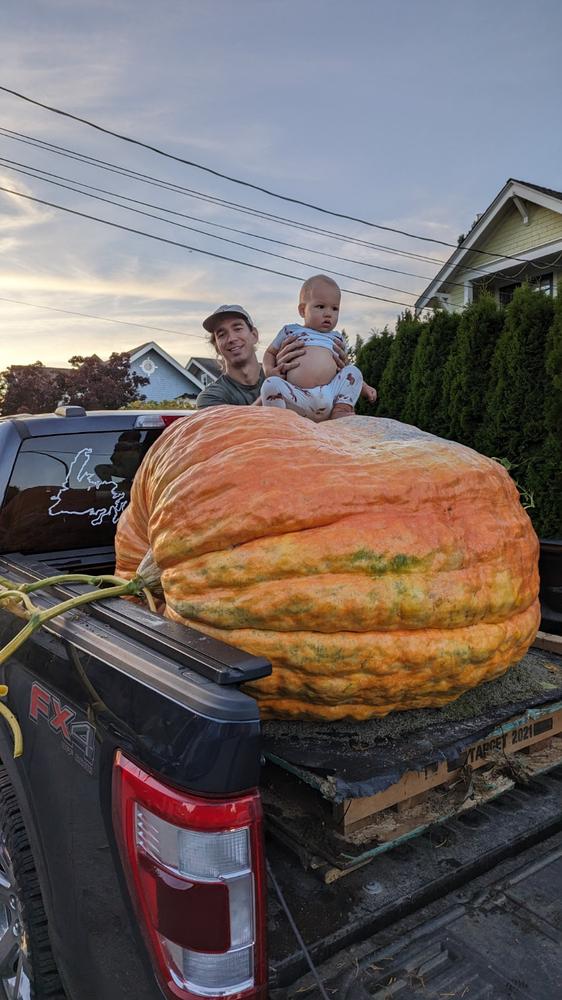 Giant Pumpkin Seeds Wallace