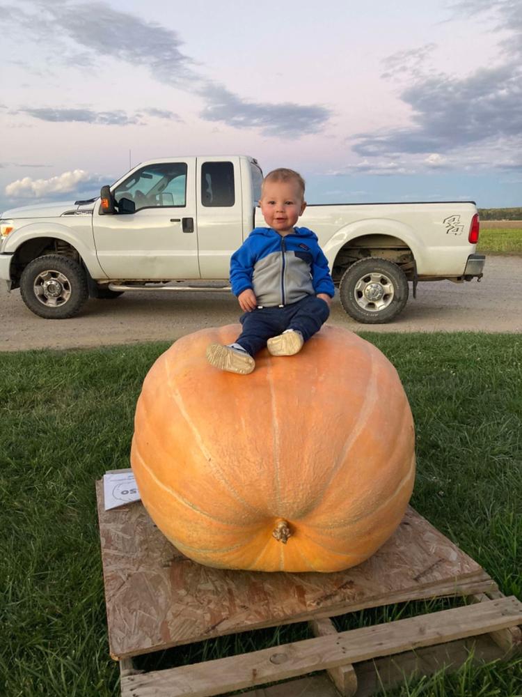 Giant Pumpkin Seeds Wallace