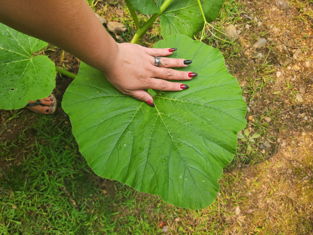 Giant Pumpkin Seeds Wallace