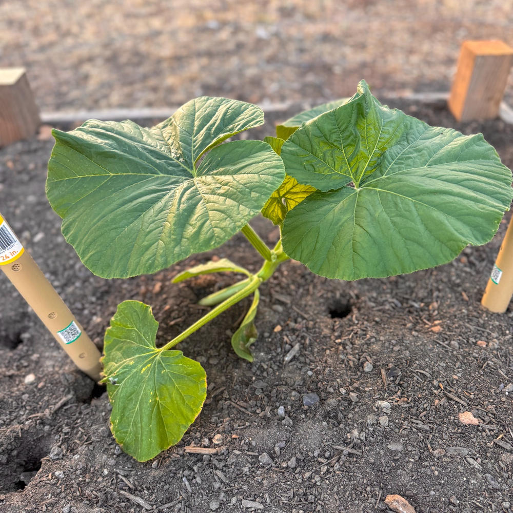 Giant Pumpkin Seeds Wallace
