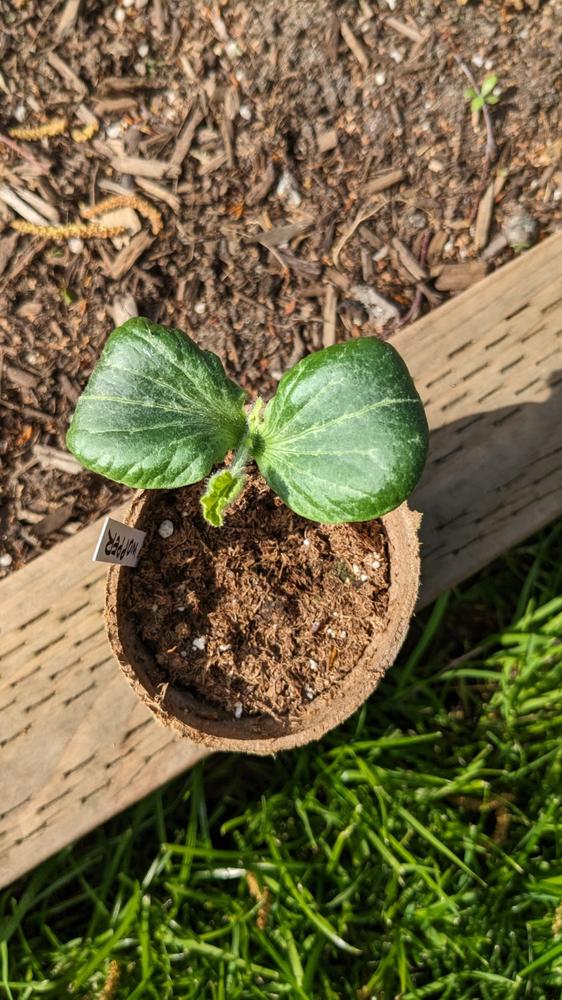 Giant Pumpkin Seeds Wallace