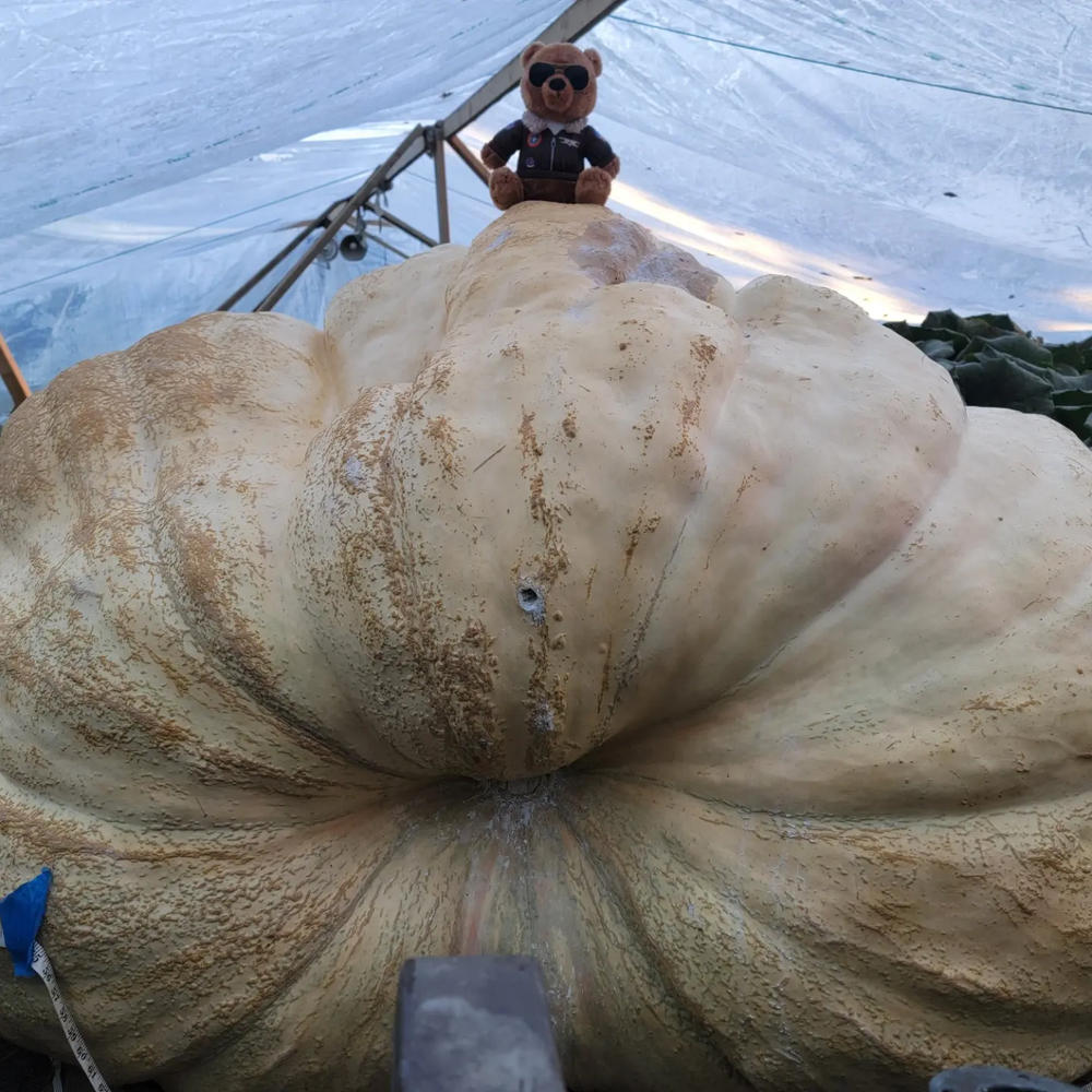 Growth Products 0-0-25 Liquid Potassium  2.5 Gallons Wallace Organic Wonder - Customer Photo From Travis G.