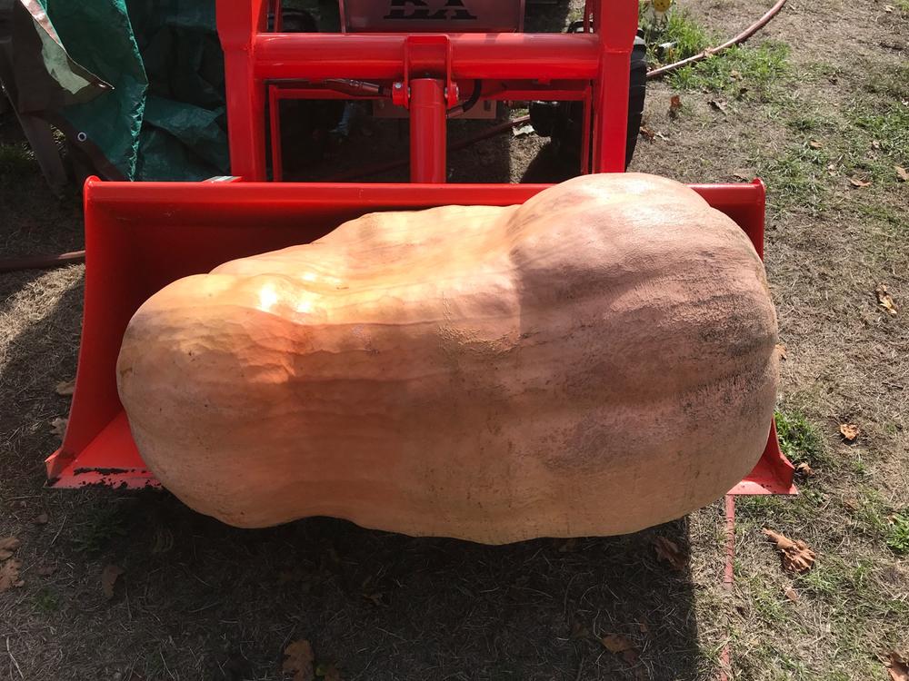 Grow Your Own Giant Pumpkin Kit Wallace Organic Wonder - Customer Photo From Jim Stafford
