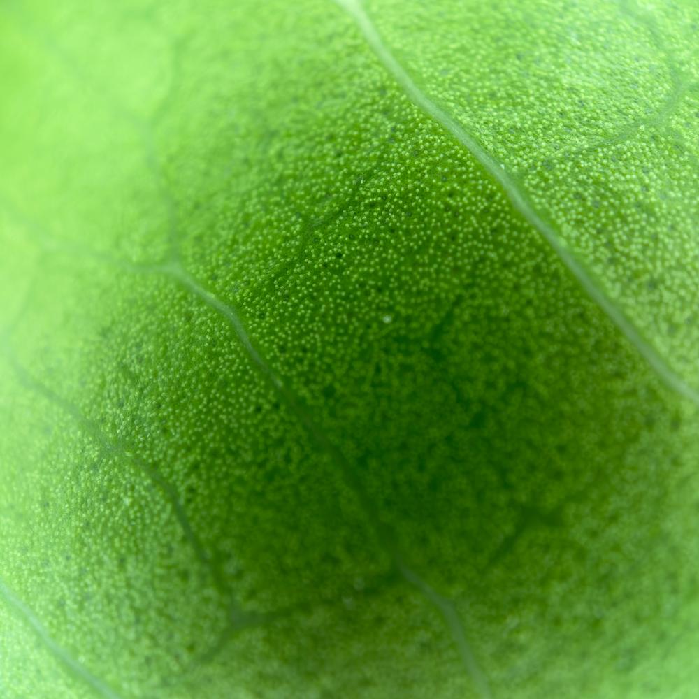 Microscope Lens Edition - iPhone 15 Pro Max - Customer Photo From Oba