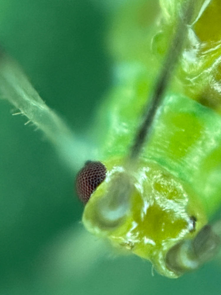 Microscope Lens Edition - iPhone 14 Pro Max - Customer Photo From Anonymous