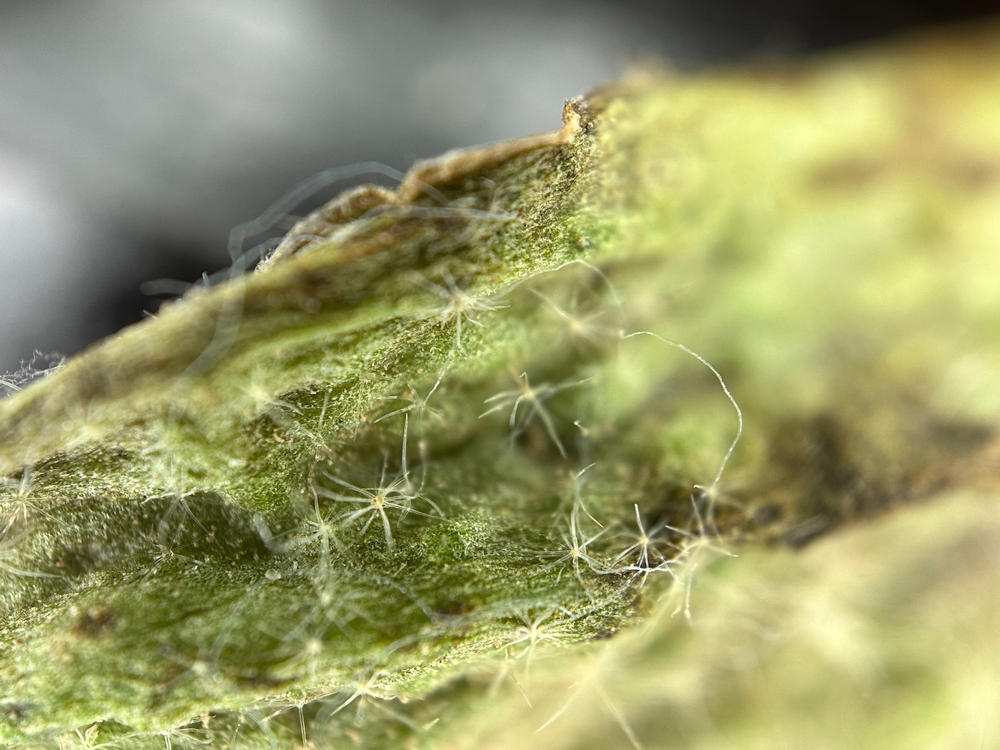 Microscope Lens Edition - iPhone 14 Pro - Customer Photo From Christian Audet