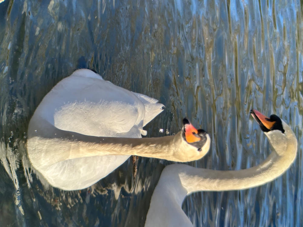 Telephoto 6x Lens Edition - iPhone 14 - Customer Photo From Helmut Zahn