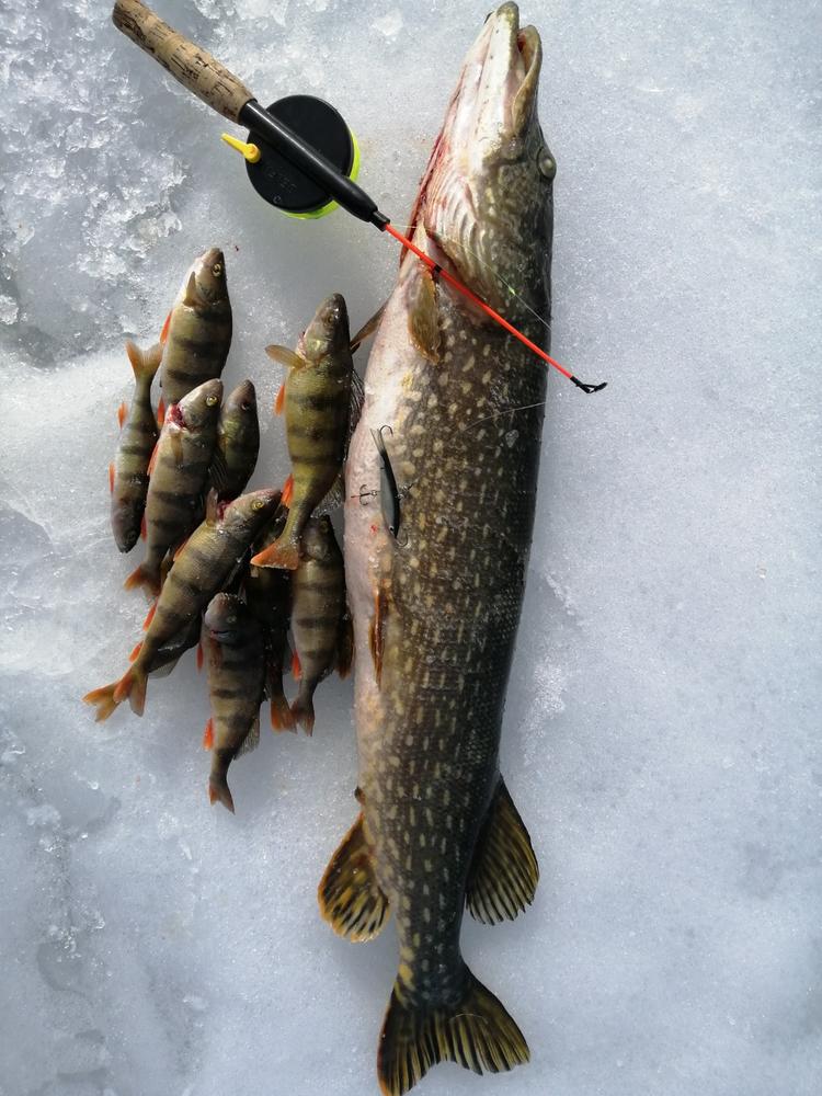 Kaweri kevennetty tasapaino 80mm - Kalastusväline Rialinna