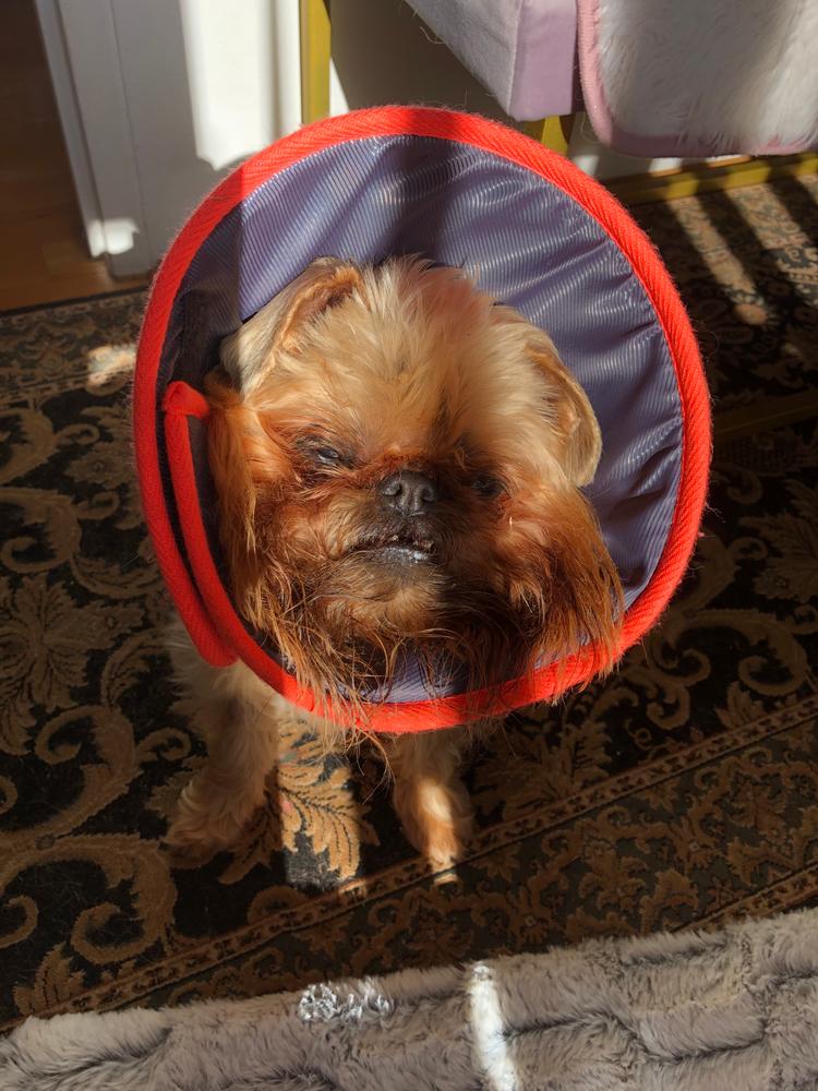 Comfy Recovery Collar Kazoo Pet Co