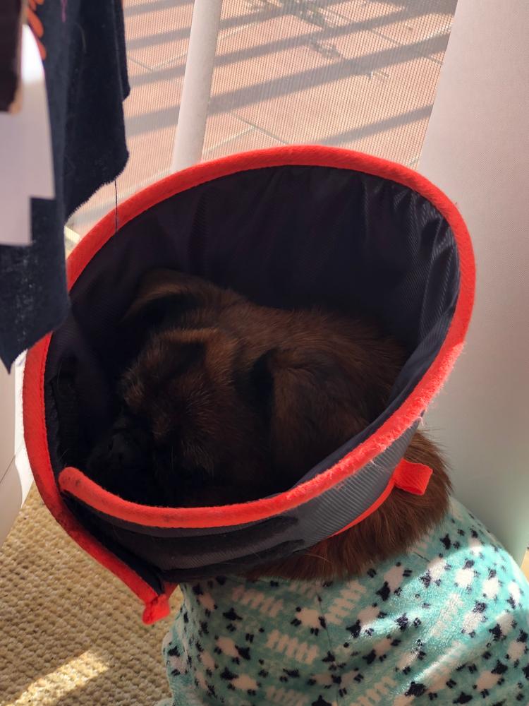 Comfy Recovery Collar Kazoo Pet Co