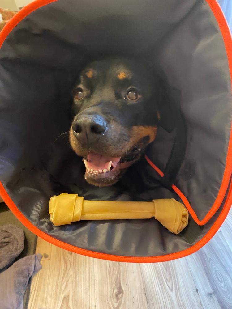 Comfy Recovery Collar Kazoo Pet Co