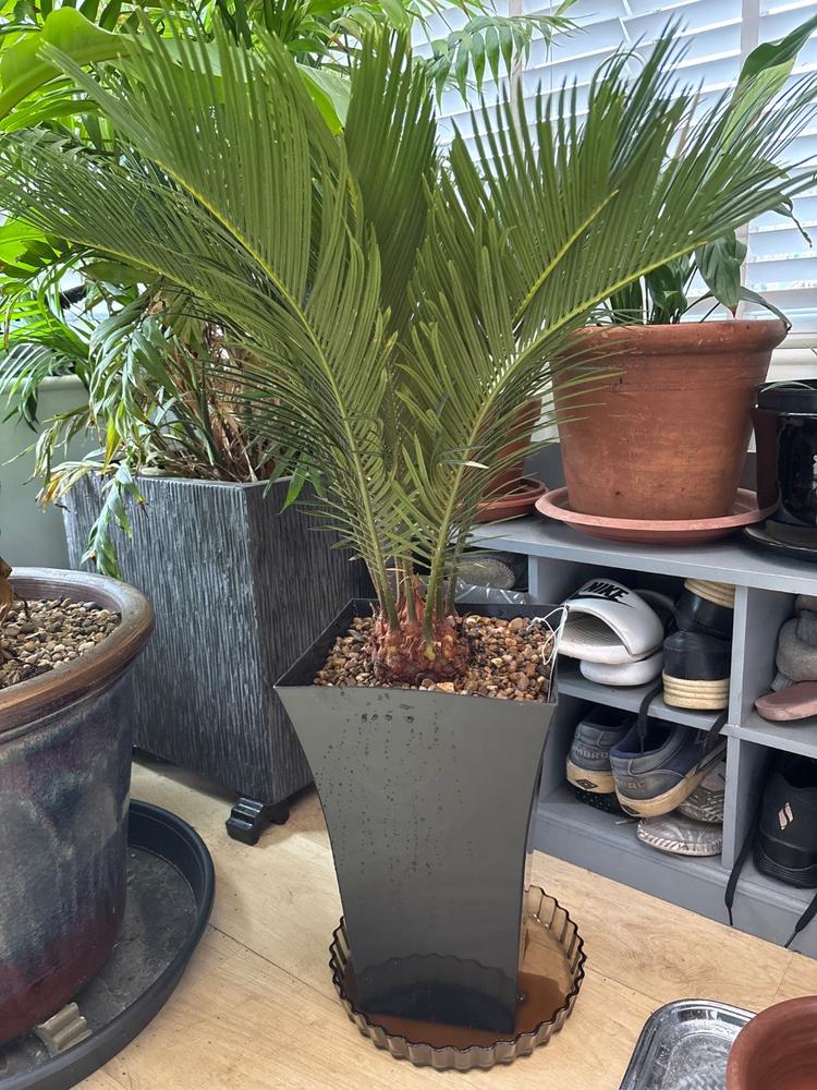 Pair of King Sago Palm Trees Cycad Cycas revoluta 50 60cm with Fluted Black Planters