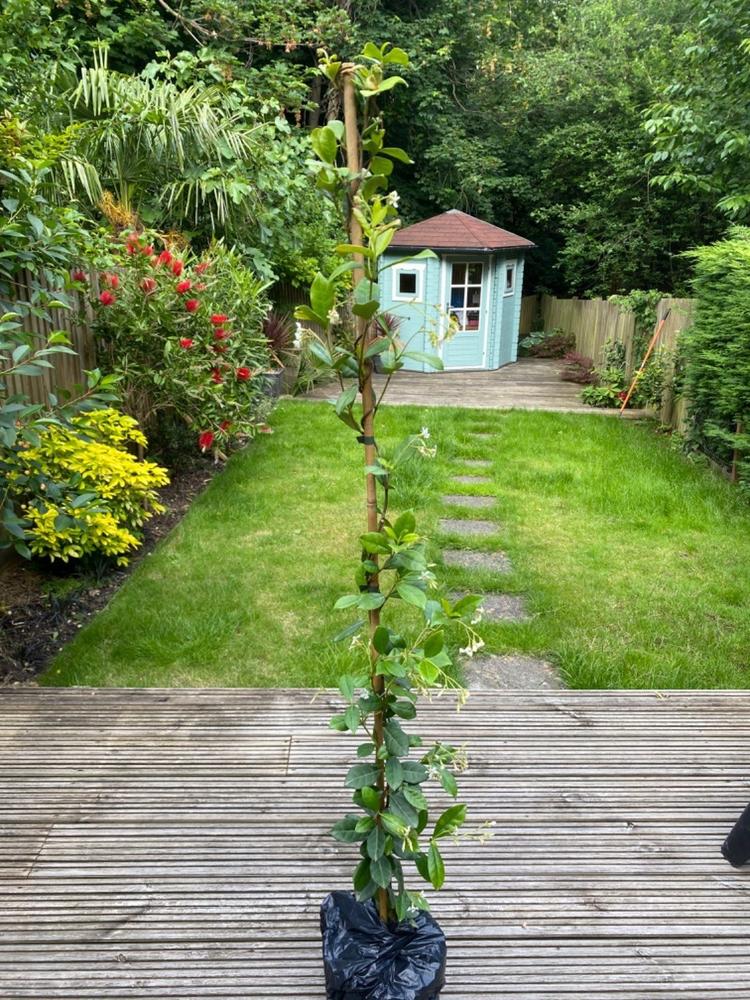 thumbnail image 2 of 50 Pcs Fragrant Jasmine Seeds Climbing Variety 2 of 10