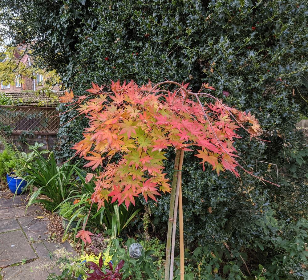 Buy Acer shirasawanum 'Jordan' Golden Full Moon Japanese