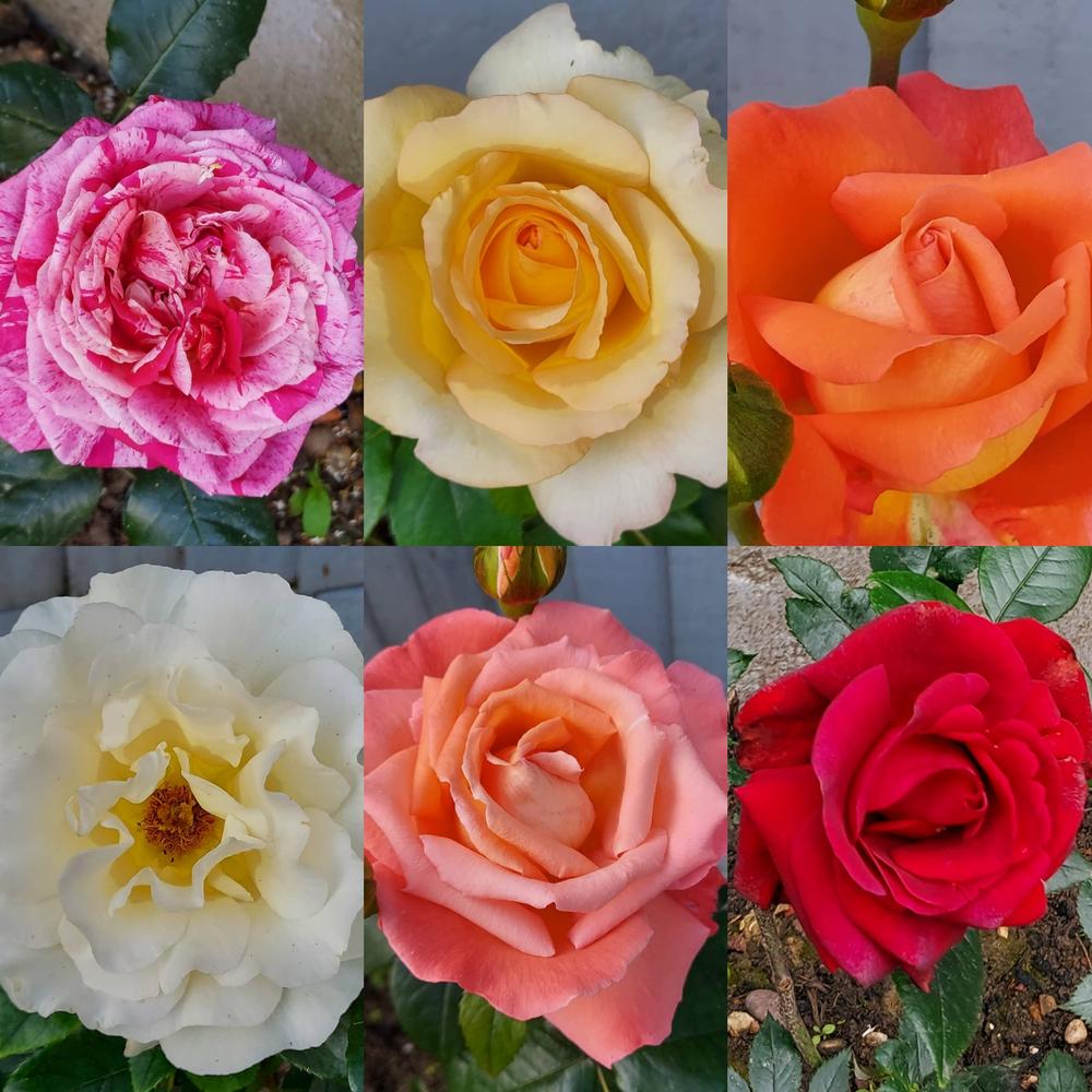 SPECIAL DEAL - Luxury Garden Roses - Premier Collection - Pack of