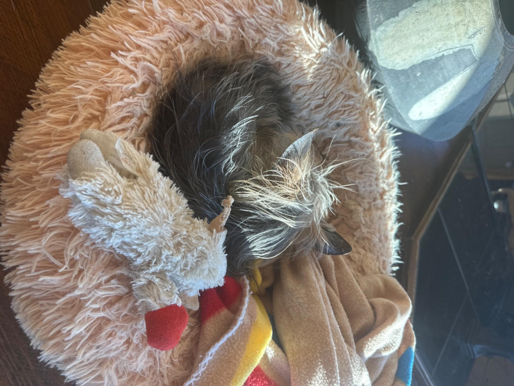 CALM: CBD Oil for Dogs - Extra Strength - Customer Photo From Anonymous