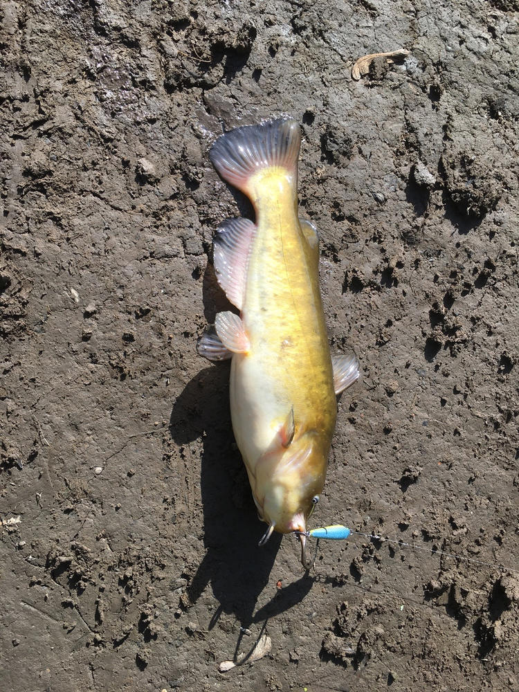 Luminous Plastic Minnow Fish Lure Crank bait Glow-in-the-Dark 5 styles -  Conseil scolaire francophone de Terre-Neuve et Labrador