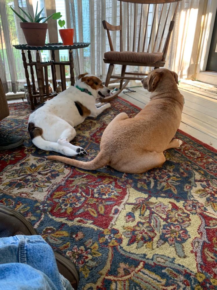 Anxiety + Stress CBD Treats for Dogs - Customer Photo From Anonymous