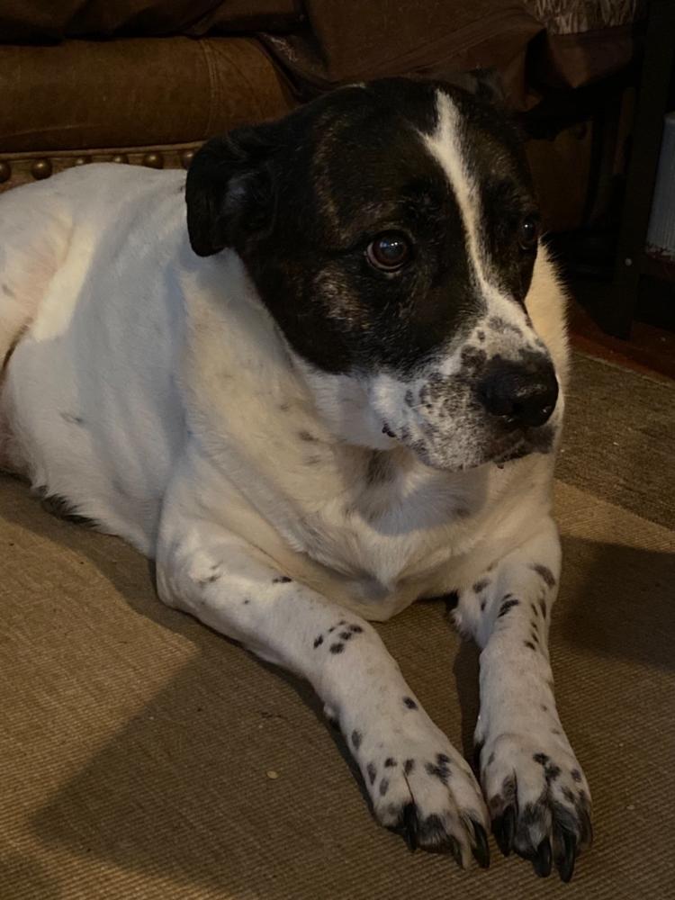 Stress + Anxiety CBD Treats for Dogs - Customer Photo From Cyndy Brace