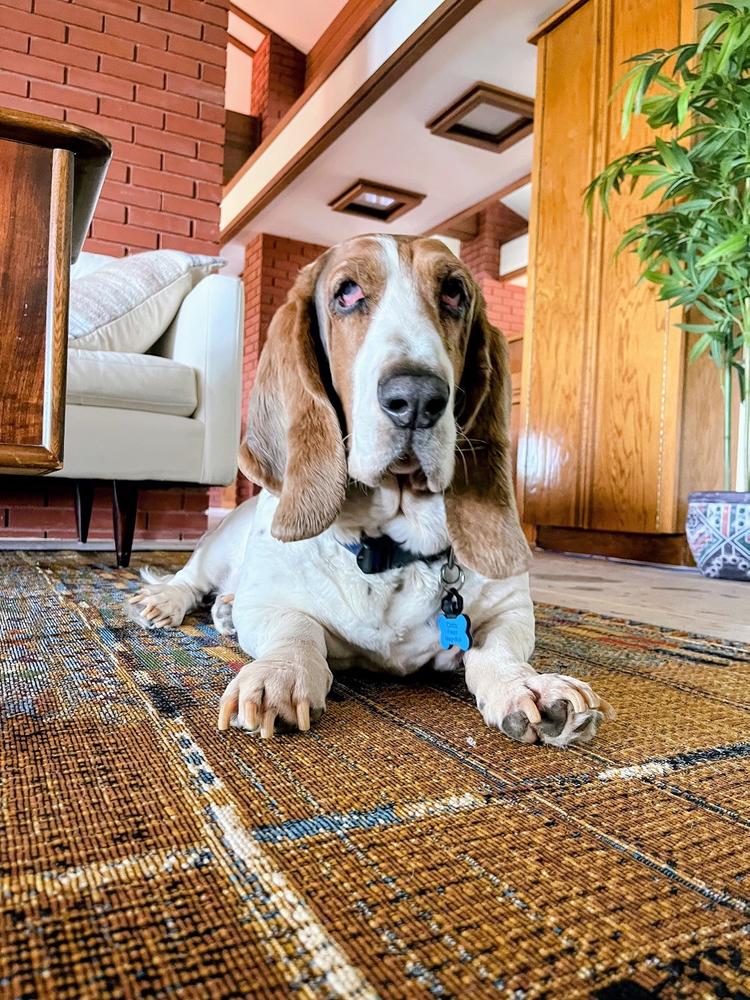 CBD Dog Treats for Stress + Anxiety- Small to Medium Dogs - 300mg - Customer Photo From Lisa Linscott