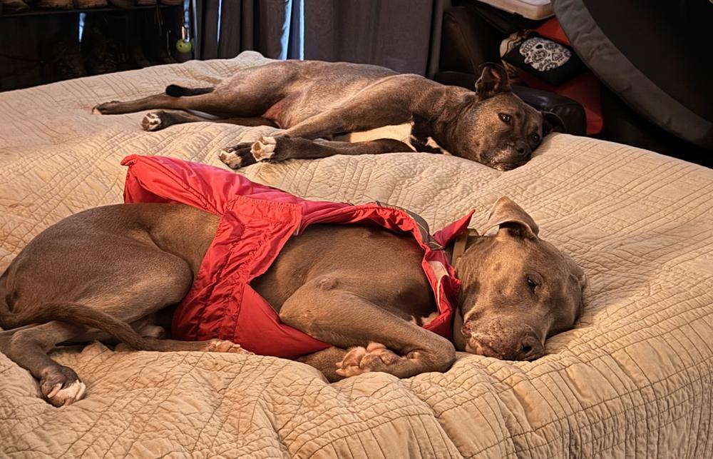 CBD Soft Chews For Stress+Anxiety - Medium To Large Dogs – 600mg - Customer Photo From Laura Zavala