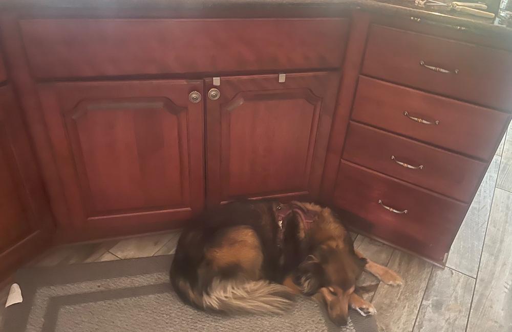 CBD Soft Chews For Stress+Anxiety - Medium To Large Dogs – 600mg - Customer Photo From Traci Halleck