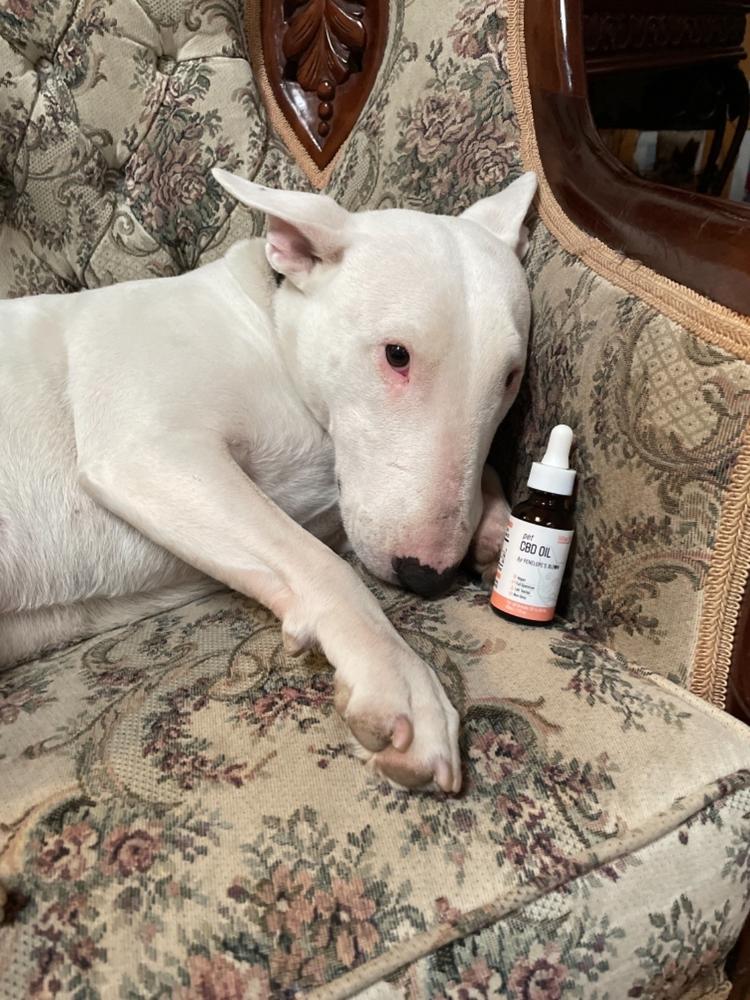 CBD Oil Tincture For Dogs and Cats - 500 mg. - Customer Photo From Anonymous