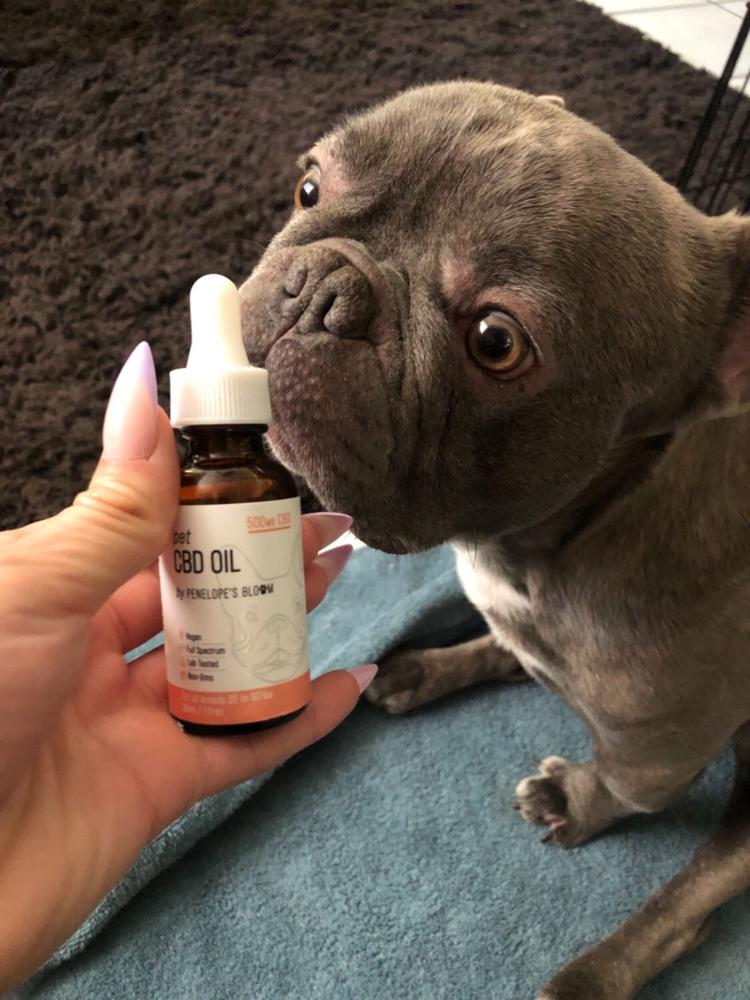 CBD Oil Tincture For Dogs and Cats - 500 mg. - Customer Photo From Vanessa D.