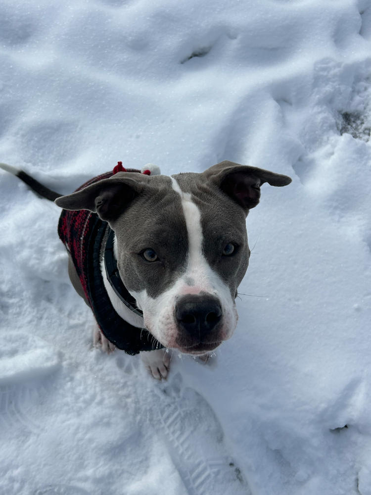 CBD Dog Treats for Stress + Anxiety - Large Dogs - 600mg - Customer Photo From Kamila Anna Kresymon