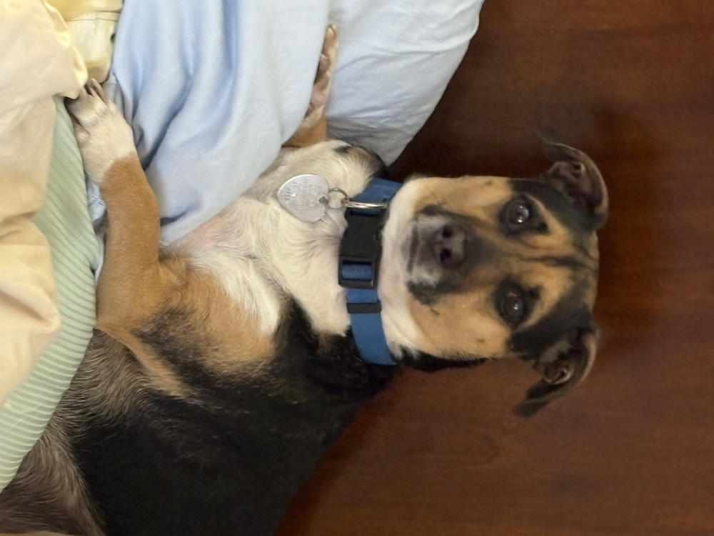 Cat CBD Soft Chews for Stress + Anxiety - 150mg - Customer Photo From Betty Jan Cromwell