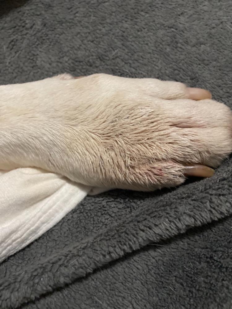 Tincture and Balm Bundle - Customer Photo From Cyndy Brace