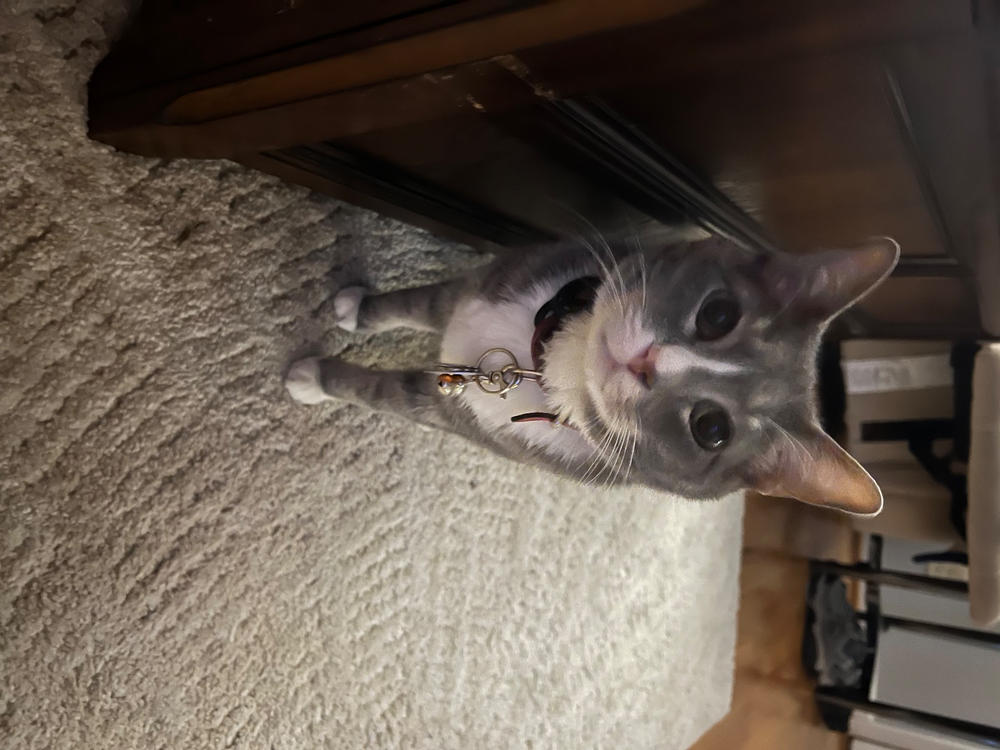 CBD Oil For Cats - 150 mg. CBD - Customer Photo From Heather Dabbs