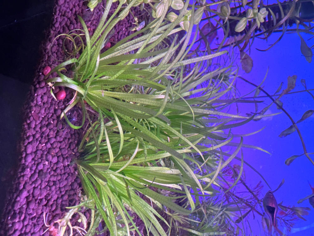 Tropica Blyxa Japonica 1-2-GROW! - Customer Photo From Liew Parng Toh