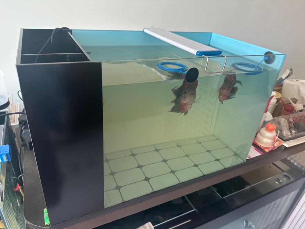 ANS AQUAPOD N6 Tank(60x30x36CM) with pump included - Customer Photo From Chris Lim
