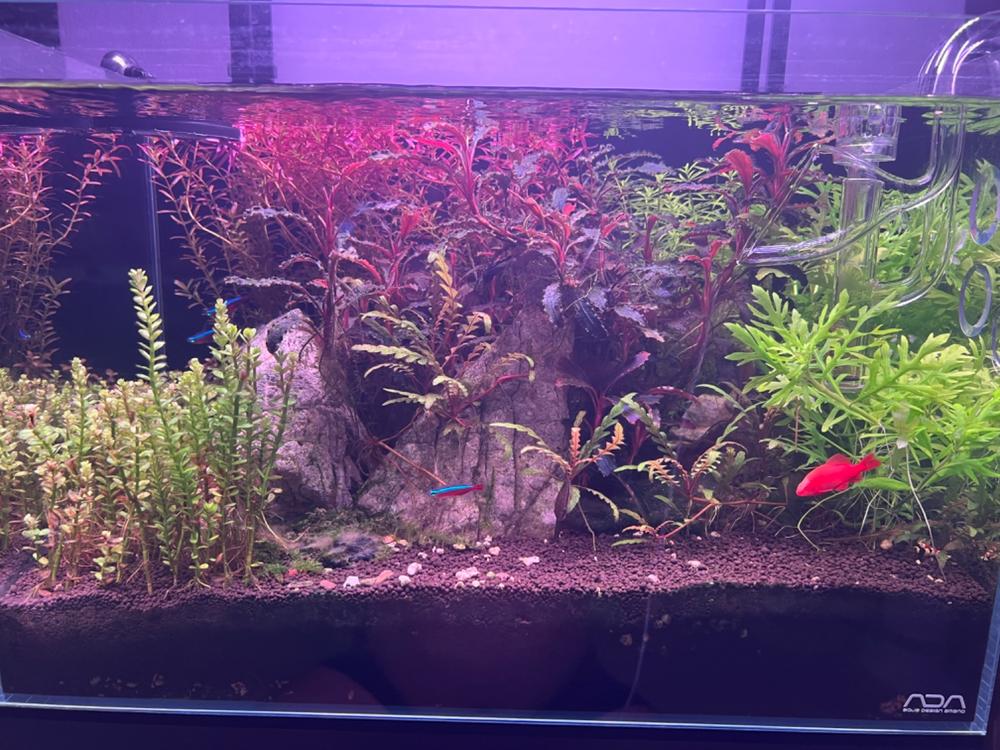 APT Complete - The 2Hr Aquarist - Customer Photo From Oaksky Hung